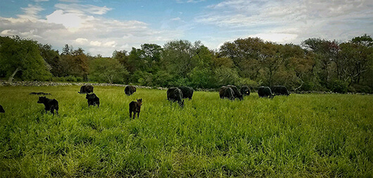 Grass fed beef, River Rock Farm