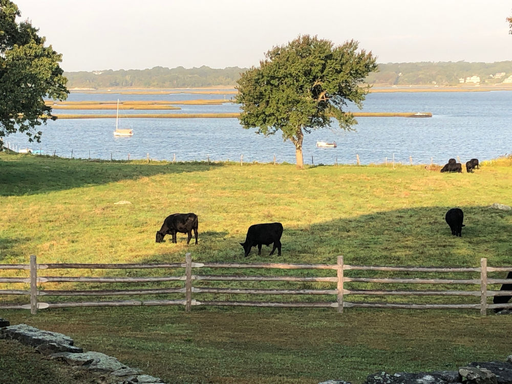 cattle-in-pasture-IMG_0689-1000