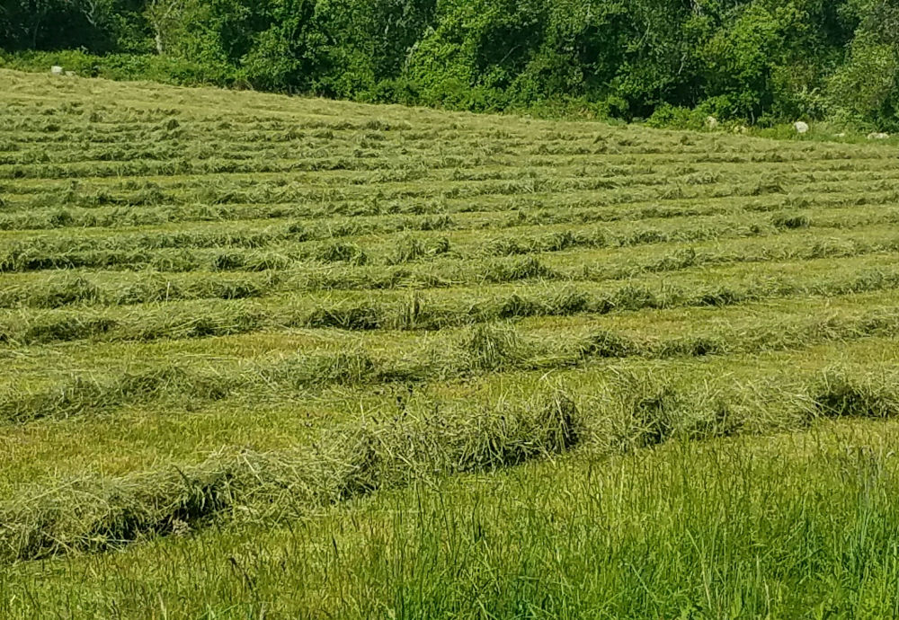hay-fields